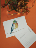 Carte Rouge gorge - illustration animalière