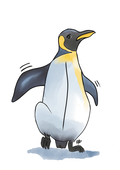 Affiche Pingouin - Illustration animalière