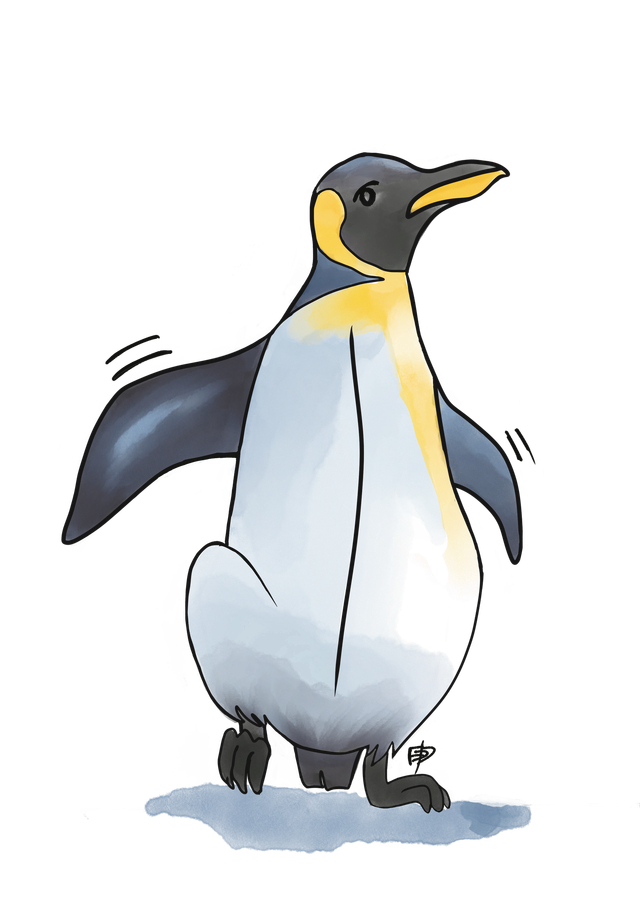 Affiche Pingouin - Illustration animalière