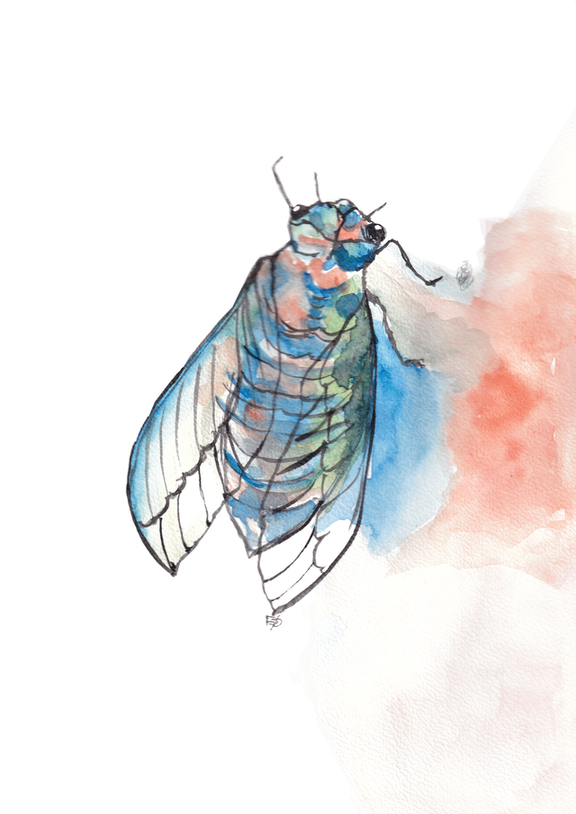 Carte Cigale - illustration animalière