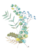 Affiche bouquet d’eucalyptus - illustration botanique